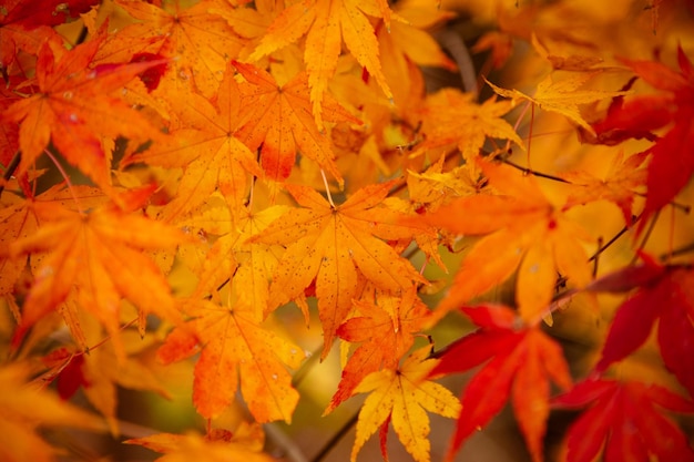 Close-up of maple leaves on plant during autumn