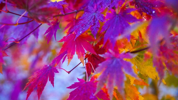 Close-up of maple leaves on plant