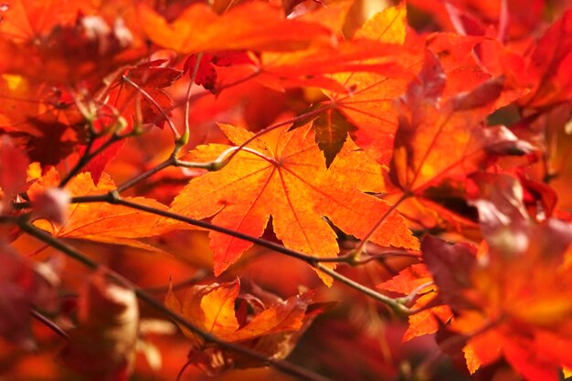 Close-up of maple leaves on plant