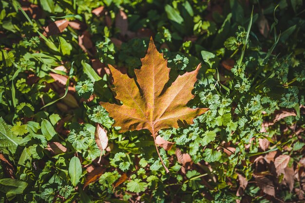 Close-up of maple leaves on plant