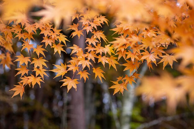 Photo close-up of maple leaves on plant