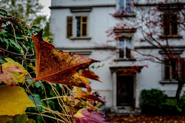 Photo close-up of maple leaves on tree against building