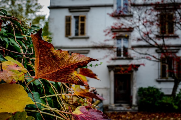 Close-up of maple leaves on tree against building