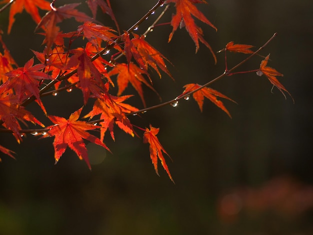 Близкий взгляд на кленовые листья на дереве осенью