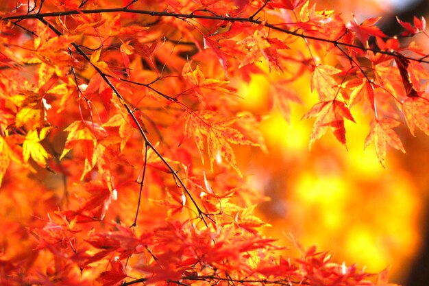 Photo close-up of maple leaves on tree during autumn