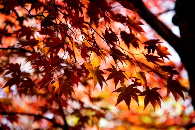 Photo close-up of maple leaves on tree during autumn