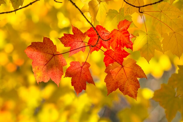 Close-up of maple leaves on tree during autumn