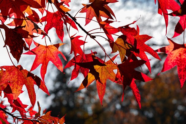 Photo close-up of maple leaves on tree during autumn