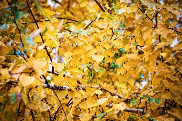 Photo close-up of maple leaves on tree during autumn