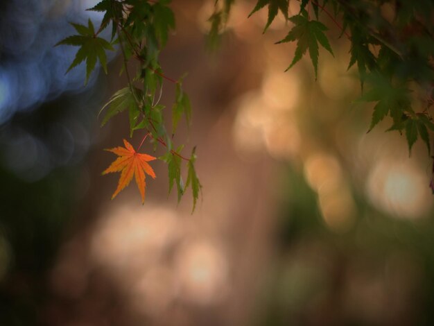 Close-up of maple leaves on tree during autumn