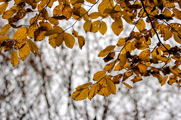 Close-up of maple leaves on tree during winter