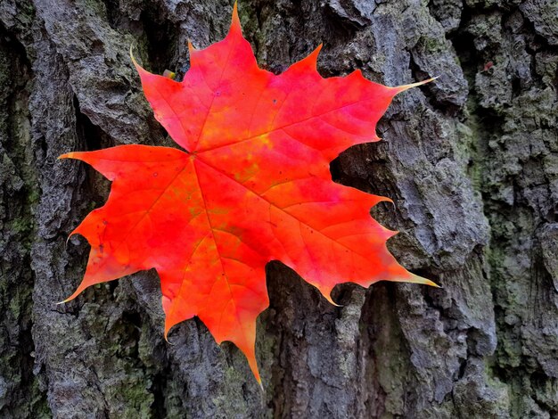 Photo close-up of maple leaves on tree trunk