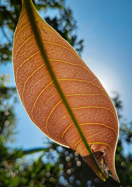 Close-up of maple leaves on tree