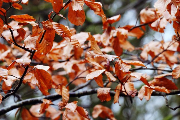 Close-up of maple leaves on tree