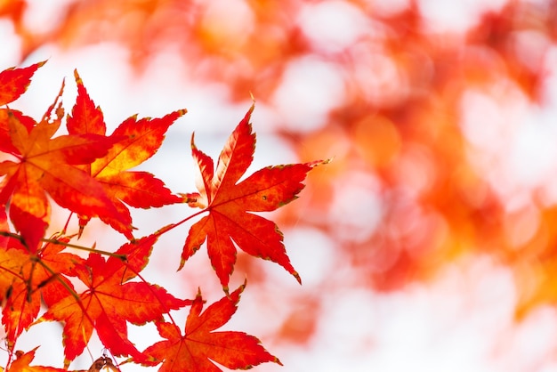Photo close-up of maple leaves on tree