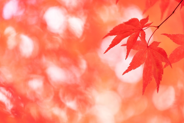 Foto prossimo piano delle foglie di acero sull'albero