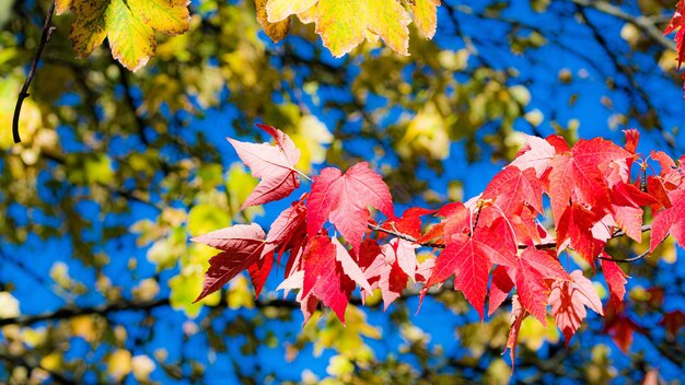 Close-up of maple leaves on tree