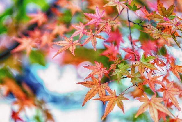 Close-up of maple leaves on tree