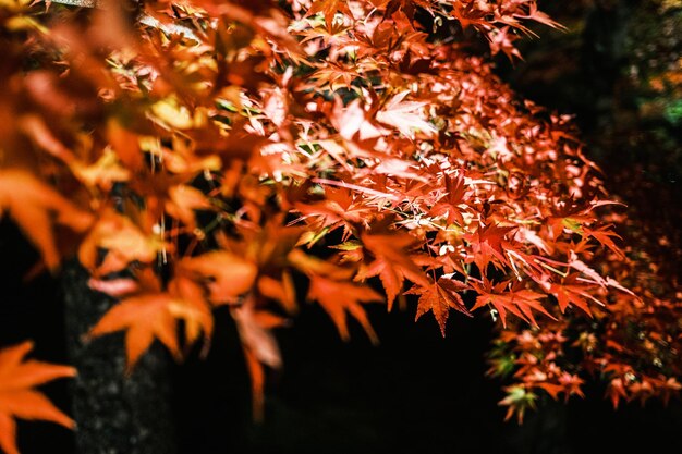 Close-up of maple leaves on tree