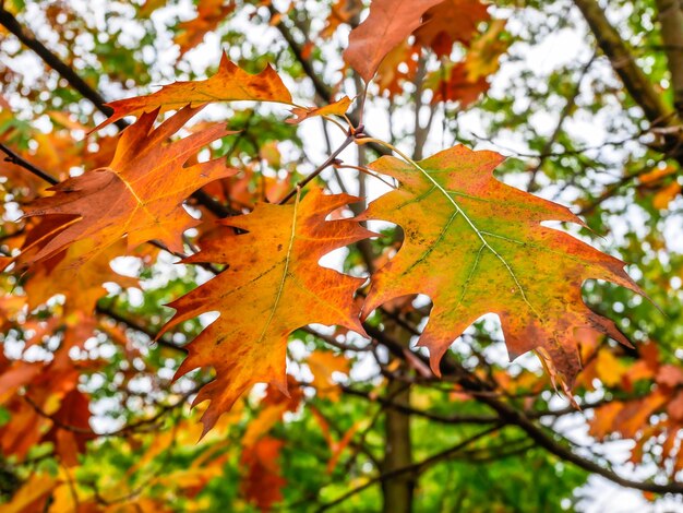 Photo close-up of maple leaves on tree