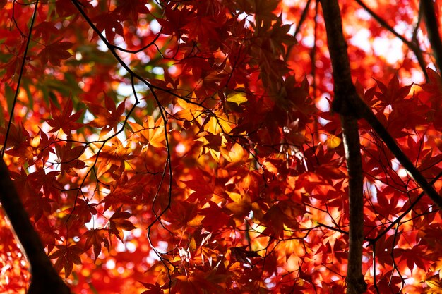 Close-up of maple leaves on tree