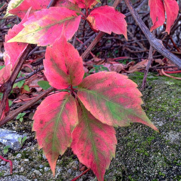 Close-up of maple leaves on tree