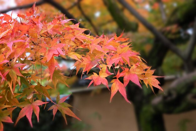 Close-up of maple leaves on tree