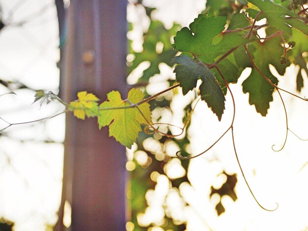 Photo close-up of maple leaves on tree