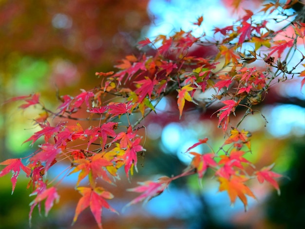 Close-up of maple leaves on tree