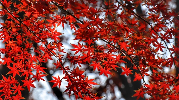 Close-up of maple leaves on tree