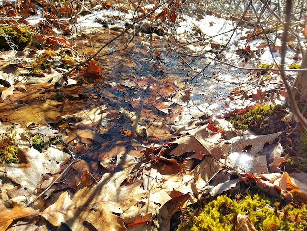 Foto prossimo piano delle foglie di acero sull'albero