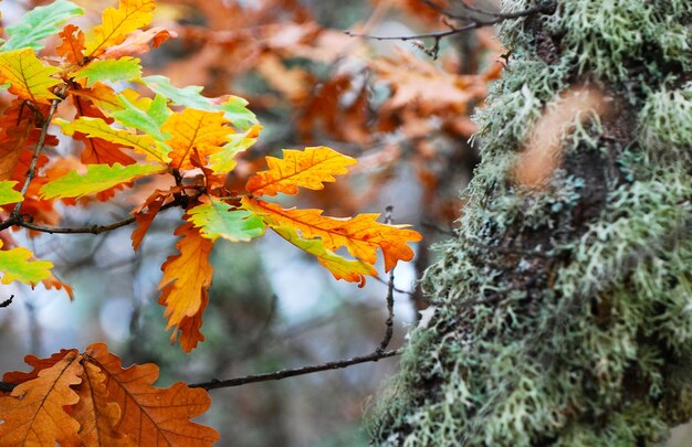 Photo close-up of maple leaves on tree