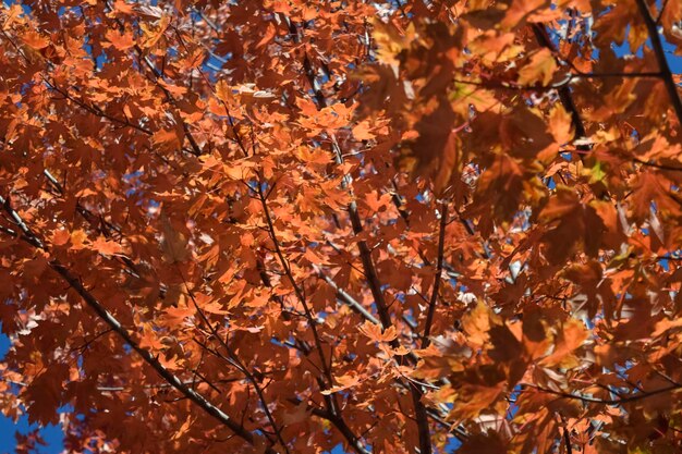 Photo close-up of maple leaves on tree