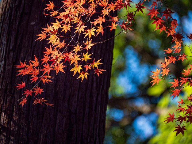 Foto prossimo piano delle foglie di acero sull'albero