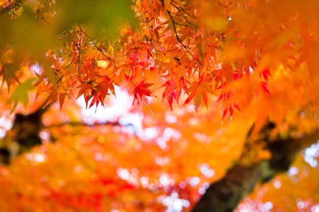 Close-up of maple leaves on tree