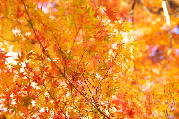 Close-up of maple leaves on tree