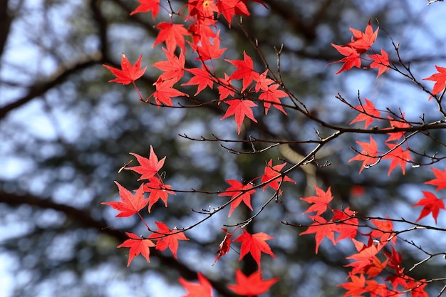 Photo close-up of maple leaves on tree