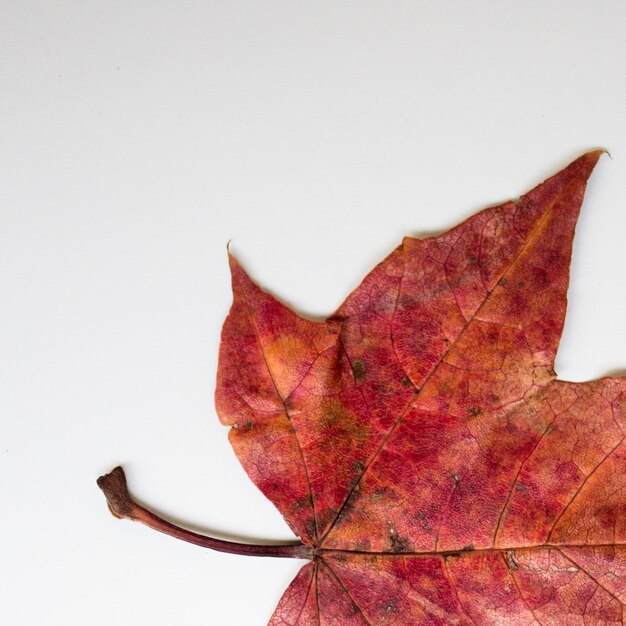 Photo close-up of maple leaves on white background