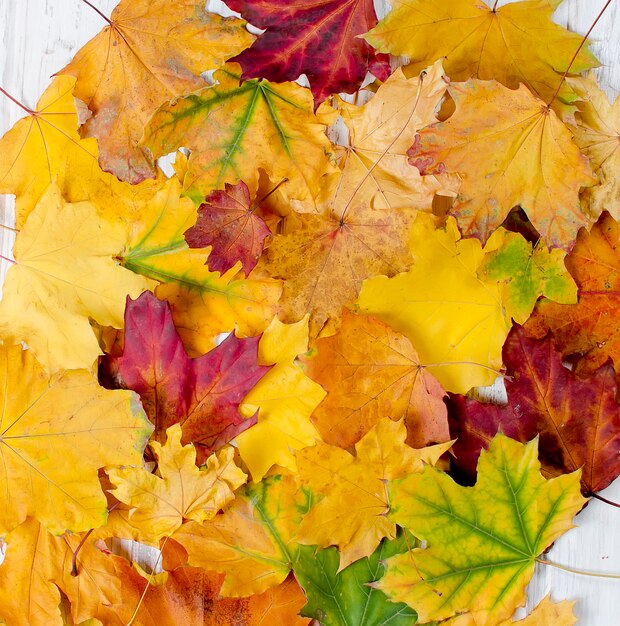 Close-up of maple leaves