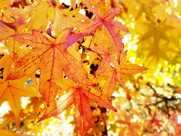 Close-up of maple leaves