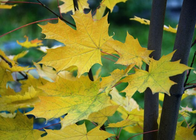 Photo close-up of maple leaves