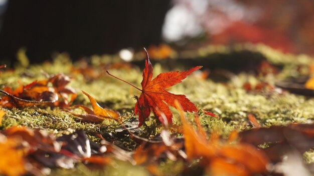 Close-up of maple leaves