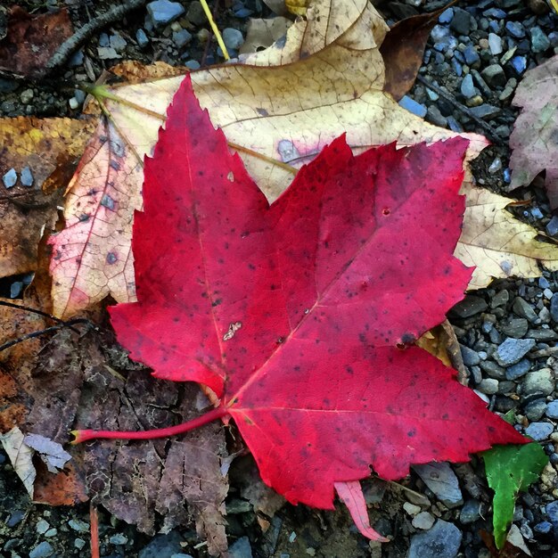 Close-up of maple leaves