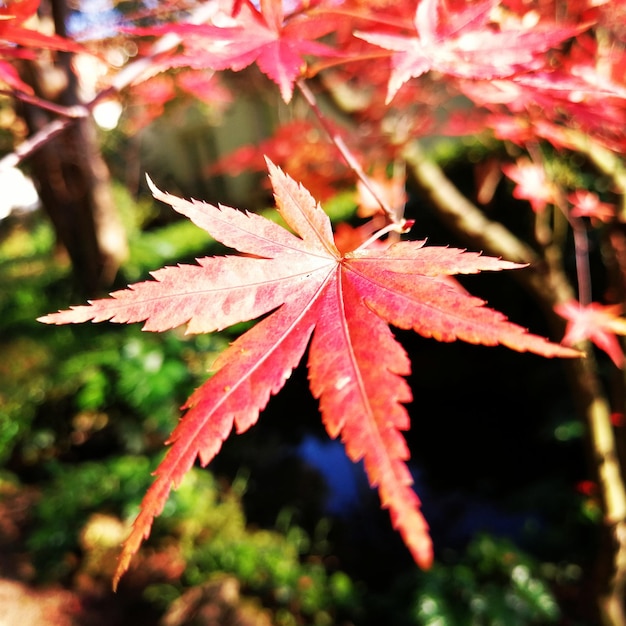 Photo close-up of maple leaves