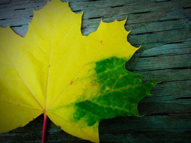 Close-up of maple leaves