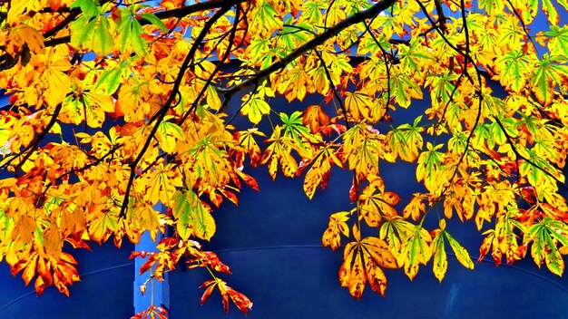 Close-up of maple leaves