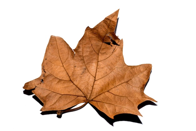 Photo close-up of maple leaves