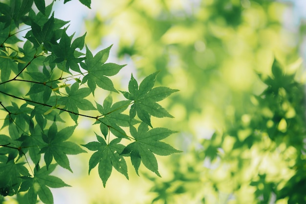 close-up of maple leaves
