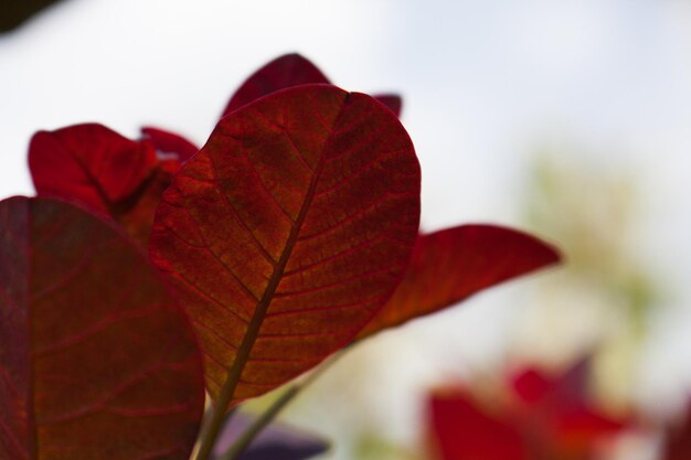 Close-up of maple leaves