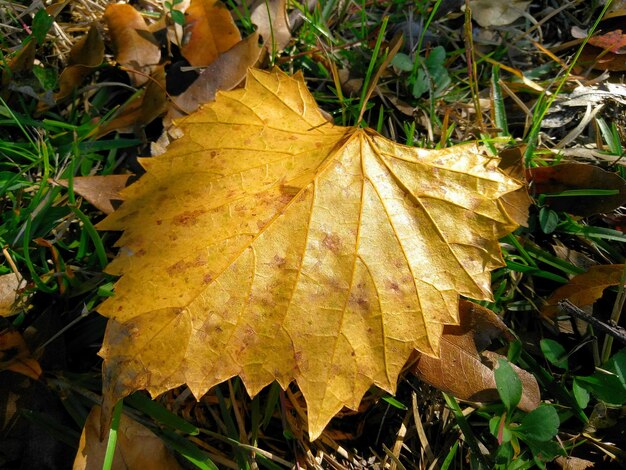 Close-up of maple leaves